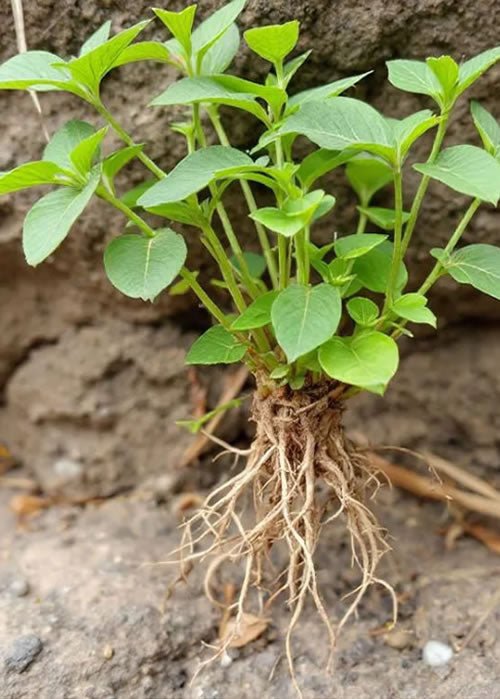 How Long Does Ashwagandha Take to Work? Science-Based Timeline Guide