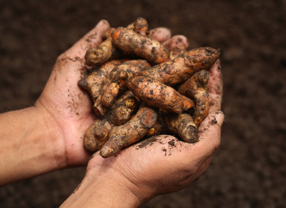 The farms that grow our medicine