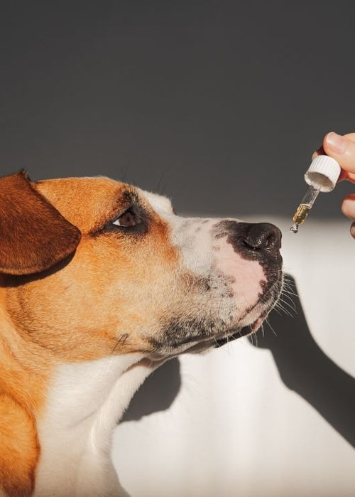 Boswellia for Dogs: A Natural Solution for Joint Health