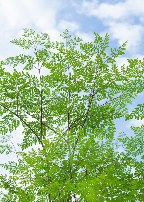 What is Moringa? Exploring the Tree of Life