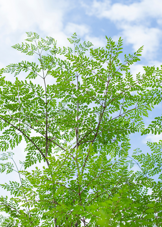 What is Moringa? Exploring the Tree of Life