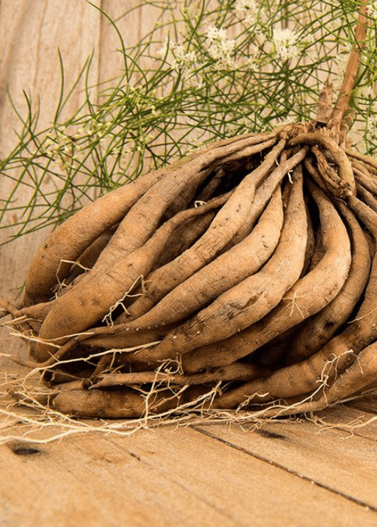 Health Benefits of Shatavari