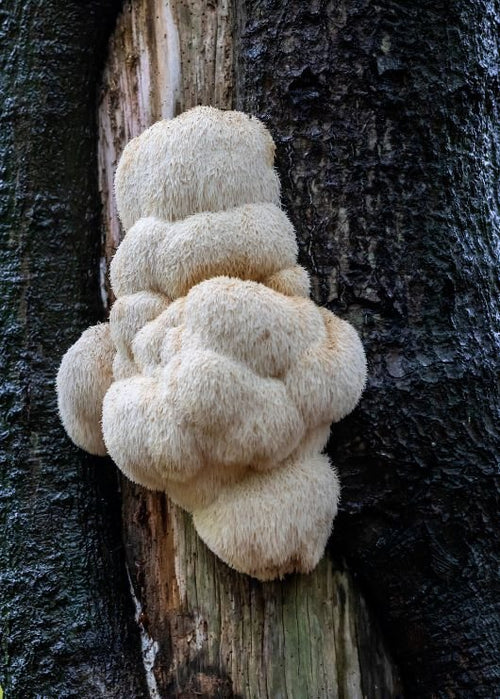 Is Lion's Mane Mushroom Good For My Digestion? | Tribe Organics