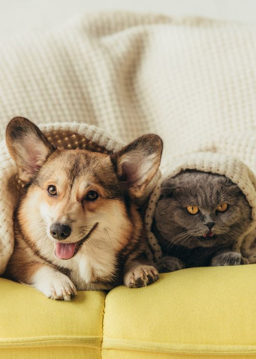 The Truth About Moringa for Pets