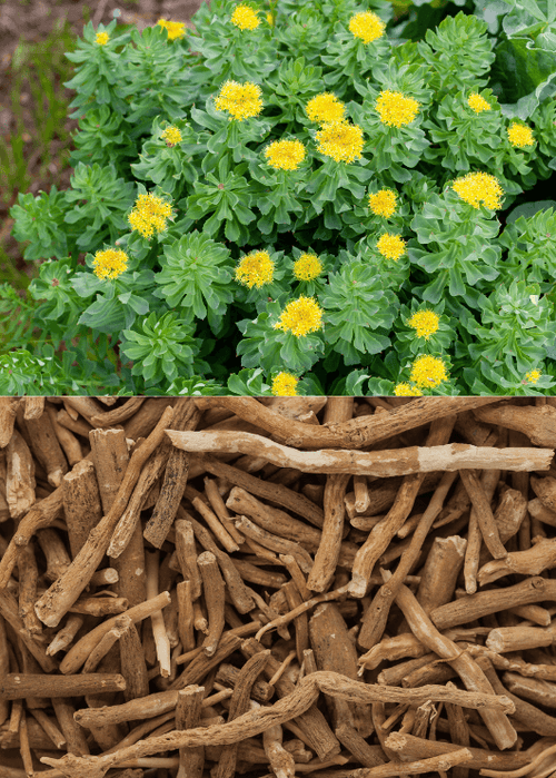 Rhodiola vs Ashwagandha: Which Adaptogen Fits Your Needs?