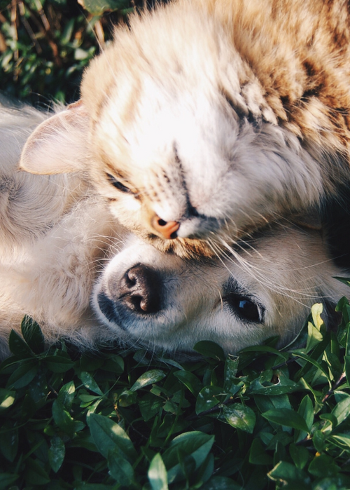 Boswellia for Dogs and Cats
