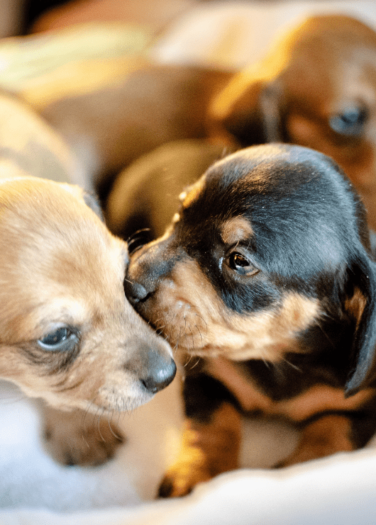 Moringa For Your Pet