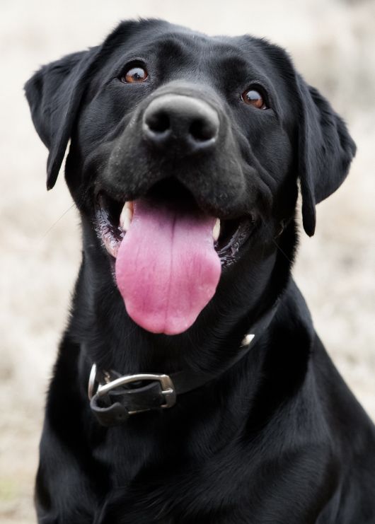 Ashwagandha for Pet Health