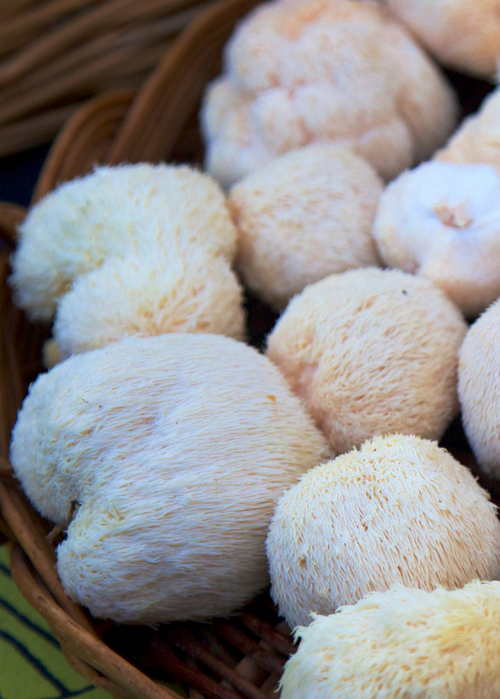 Definitive Guide for Lion's Mane Mushroom