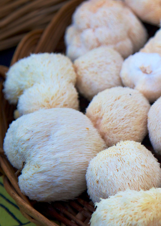 Definitive Guide for Lion's Mane Mushroom
