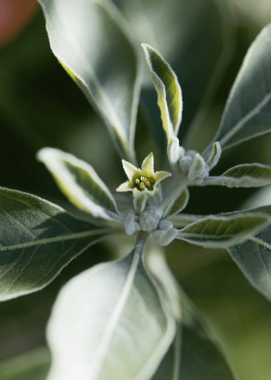 How to Make a Powerful Ashwagandha Tincture: The Best Ayurvedic Medicine