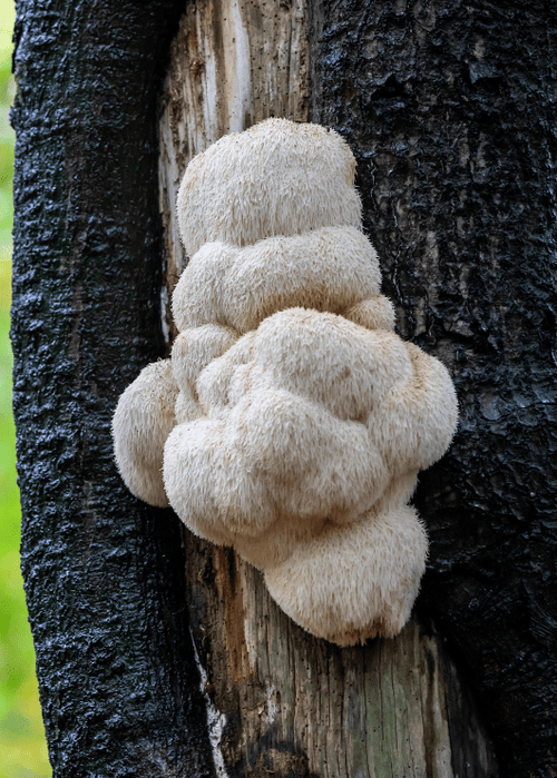 Benefits of Lion's Mane Mushroom Supplement