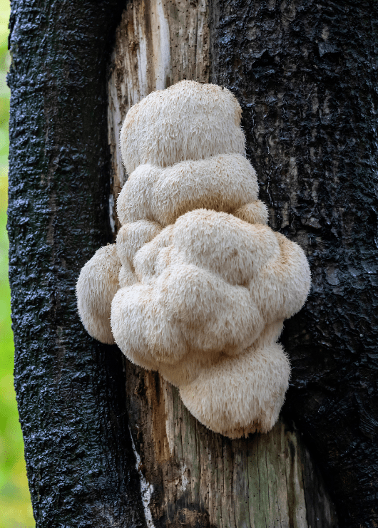 Benefits of Lion's Mane Mushroom Supplement