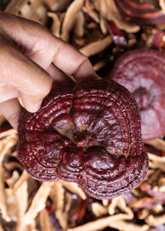 Benefits of Mushroom Supplements