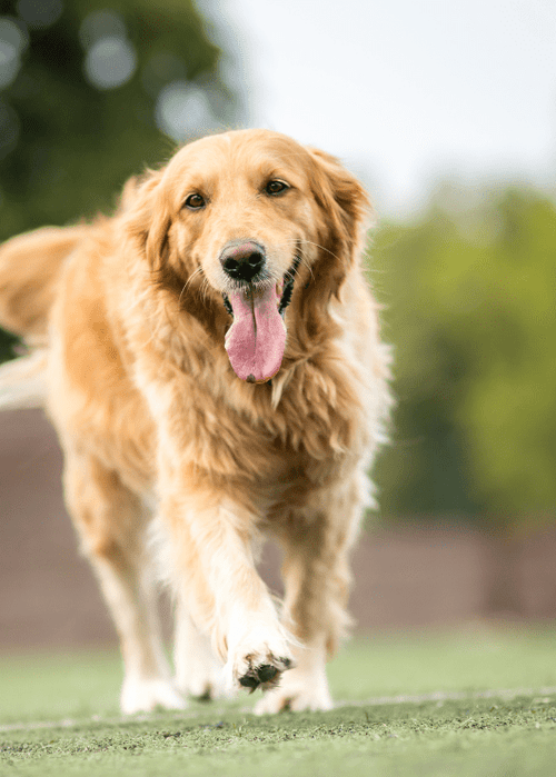Reasons to Give Your Dog Lion’s Mane Mushroom