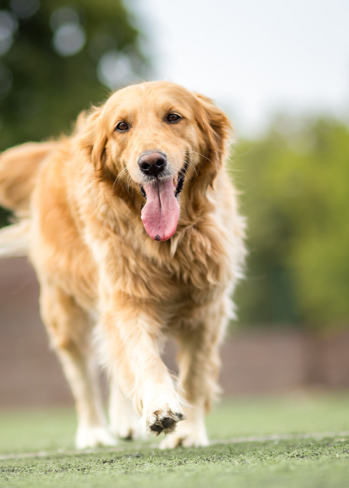 Reasons to Give Your Dog Lion’s Mane Mushroom
