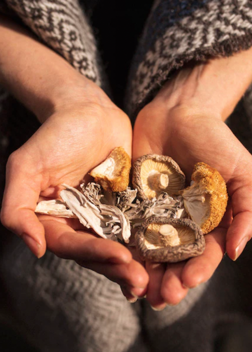 6 Mushrooms that Support Immune Health