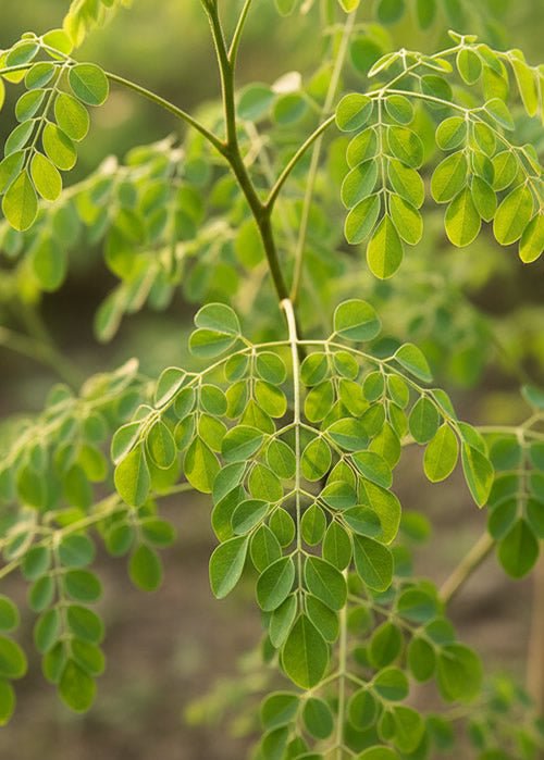 Illustrative image for the article: How Much Moringa Per Day? Safe Dosages, Forms & Guidelines