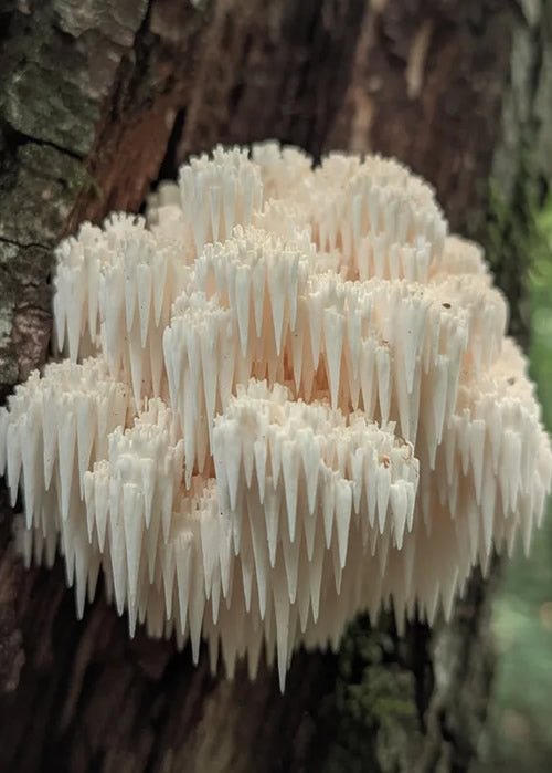 Illustrative image for the article: Lion’s Mane and ADHD: Emerging Science, Realistic Expectations, and How to Use It Safely