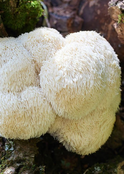 Lion's Mane Benefits & Why Need to Take It?