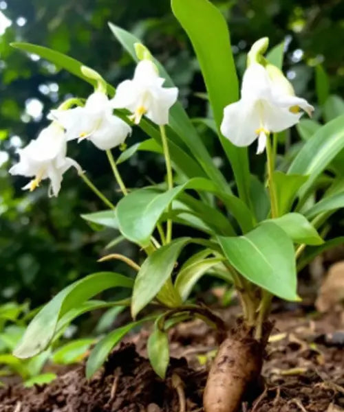 Shatavari Health Benefits: The Ultimate Guide to Nature’s Female Wellness Herb