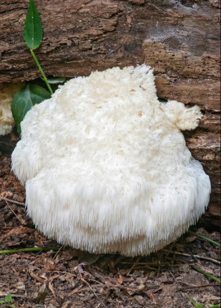 What Is Lion’s Mane Mushroom?