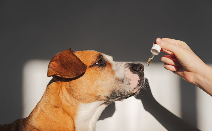 Boswellia for Dogs: A Natural Solution for Joint Health