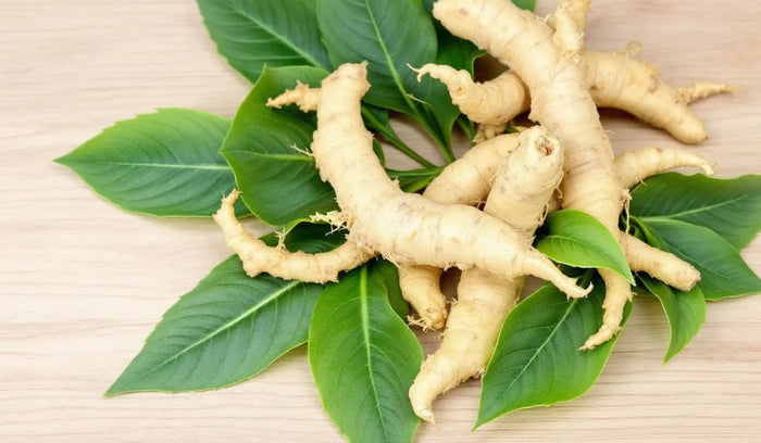 Ashwagandha for Cognitive Function and Memory Enhancement: Clinical Evidence and Practical Guide