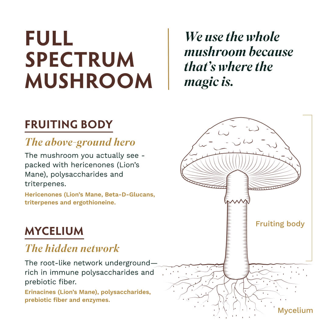 Mushroom Golden Blend Powder 1-Pack 25 - TRIBE ORGANICS