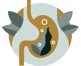 Gut & Digestive Health - 1767861031