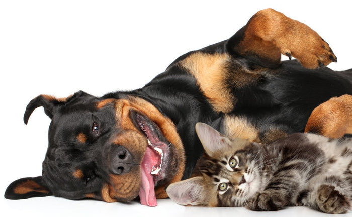 Boswellia for Dogs and Cats