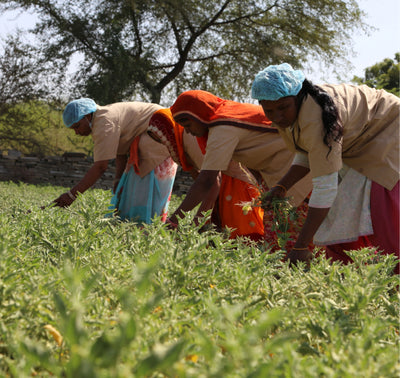 A group of three women working in a field of plants.