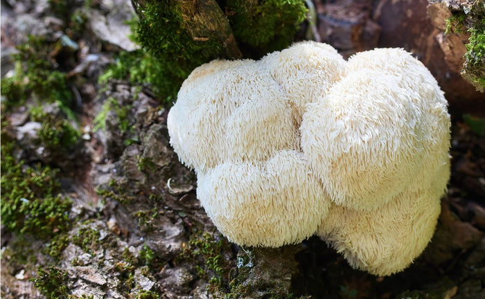 What Is Lion’s Mane Mushroom?